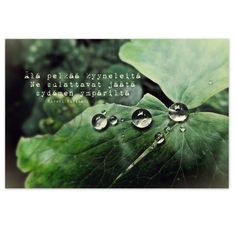 a green leaf with drops of water on it and a quote above the leaves that says,