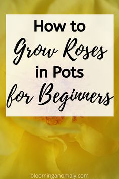 a yellow flower with the words how to grow roses in pots for beginners on it