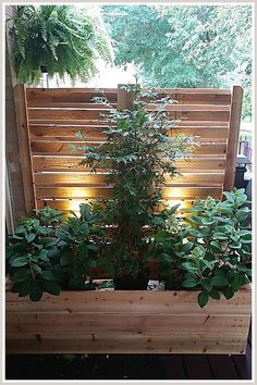 Outdoor Privacy Screens - Visit Amazon.com to get the best ideas. Privacy Planter, Diy Privacy Screen, Deck Planters, Patio Privacy Screen, Patio Privacy, Privacy Fence Designs, Privacy Landscaping, Cedar Planters, Garden Privacy