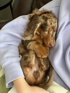 a person holding a small dog in their arms