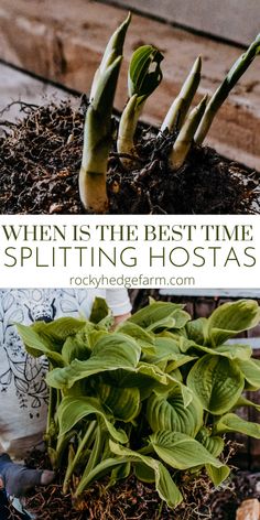 some plants that are growing out of the ground with text overlay saying when is the best time splitting hostas?