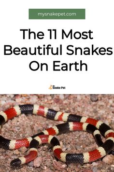 a red, white and black snake on the ground with text overlay that reads the 11 most beautiful snakes on earth