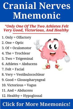 a poster with the words cranial nerves mnemonic on it