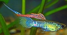 a colorful fish is swimming in the water