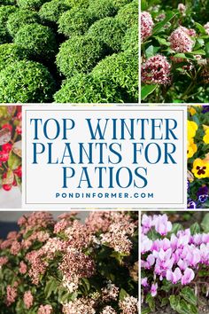 Article about the 10 best winter plants for patios, ideal for enhancing your outdoor space during the cold season.

Winter plants for patios, Winter plants, Winter garden, Winter