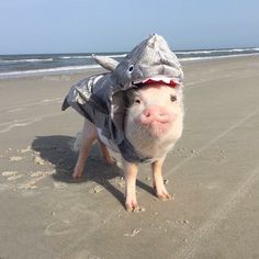 a small pig wearing a hoodie on the beach