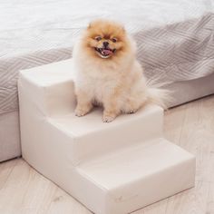 a small dog sitting on top of a white step next to a bed and pillows