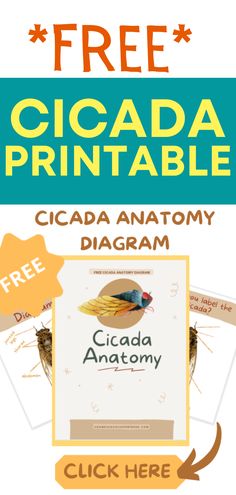 the cicada printable is shown with an arrow pointing up to it's name