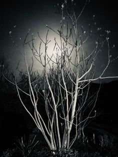 black and white photograph of tree with moon in the sky behind it, taken at night