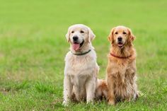 two golden retriever dogs sitting in the grass with their tongue out and looking at the camera