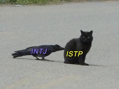 Intj T, Intj And Infj, Intp T