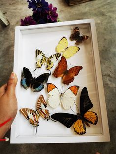 a person is holding a shadow box with butterflies in it