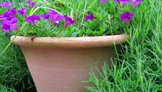 purple flowers are growing in a clay pot on the ground near green grass and weeds