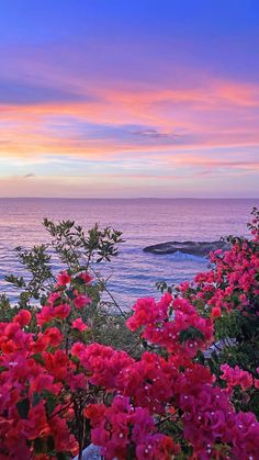 pink flowers are blooming near the ocean at sunset