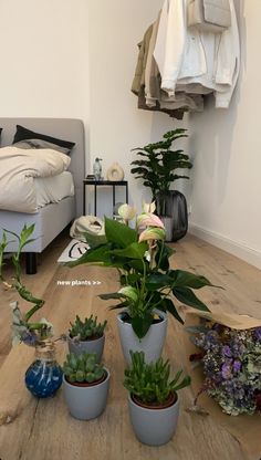 several potted plants sit on the floor in front of a bed