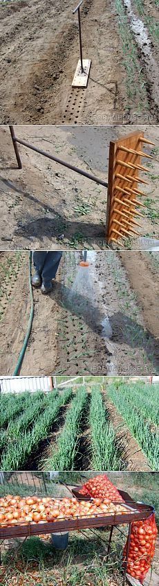 there are many different pictures of vegetables being grown in the field, including carrots and onions