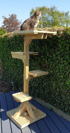 a cat sitting on top of a wooden tree stand in front of a green hedge