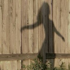 the shadow of a person holding a skateboard in front of a wooden fence and bushes