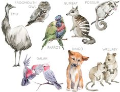 an image of birds and animals that are in watercolor