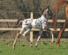 two horses running in the grass near a fence