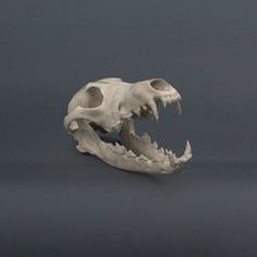 an animal skull is shown with its mouth open