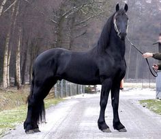 a black horse standing on the side of a road next to a person with a leash