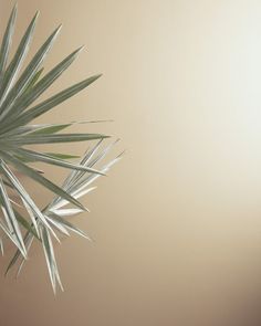 a palm tree with green leaves in front of a beige wall and light brown background