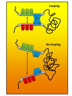 the structure of an animal's cell is shown in this diagram, and shows how it