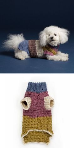 there are two pictures of a small dog in sweaters, one is white and the other is multicolored