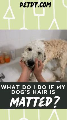 a dog is getting his hair washed in the bathtub, and it's caption reads what do i do if my dog's hair is matted?