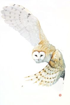 an owl flying through the air with its wings spread