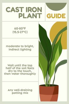 the cast iron plant guide is shown with instructions for how to grow it and how to use