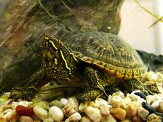 a turtle sitting on top of some rocks and gravel next to a rock wall,