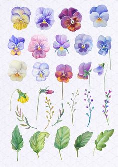 watercolor pansies and other flowers