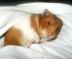 a brown and white hamster laying on top of a bed with the words bogota