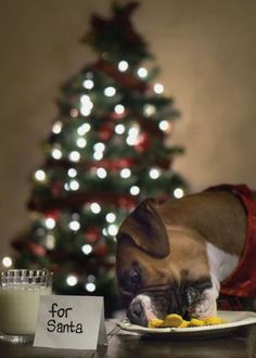 a brown and white dog laying on top of a plate next to a christmas tree