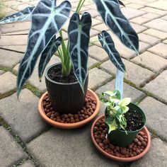 two potted plants sitting on top of each other in front of a brick walkway