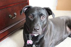 a black dog laying on the floor next to a dresser