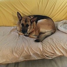 a dog laying on top of a bed next to a blanket