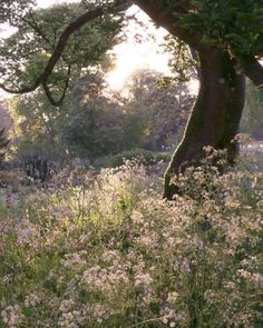 the sun shines through the trees and flowers in this field full of wildflowers