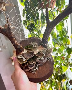 a hand holding a wooden box filled with coins and spider web in front of a tree