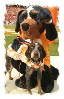 a dog sitting next to a stuffed animal on top of a field at a football game