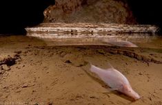 two fish are swimming in the water near some rocks and sand, one is white