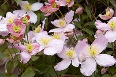 pink and white flowers with green leaves in the background