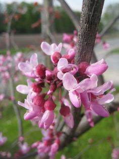 pink flowers are blooming on a tree branch