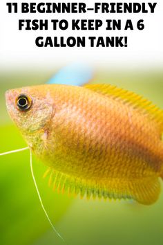 a yellow fish with the caption 11 beginner - friendly fish to keep in a 6 gallon tank