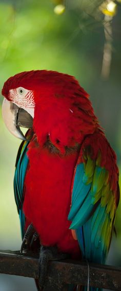 a red and green parrot sitting on top of a tree branch