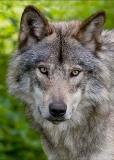 a gray wolf staring at the camera in front of some green trees and bushes,