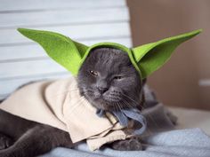 a gray cat wearing a green yoda hat on top of it's head