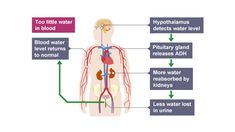 The role of ADH in the body - Higher - Why do we need to maintain a constant internal environment? - GCSE Biology (Single Science) Revision - OCR 21st Century - BBC Bitesize